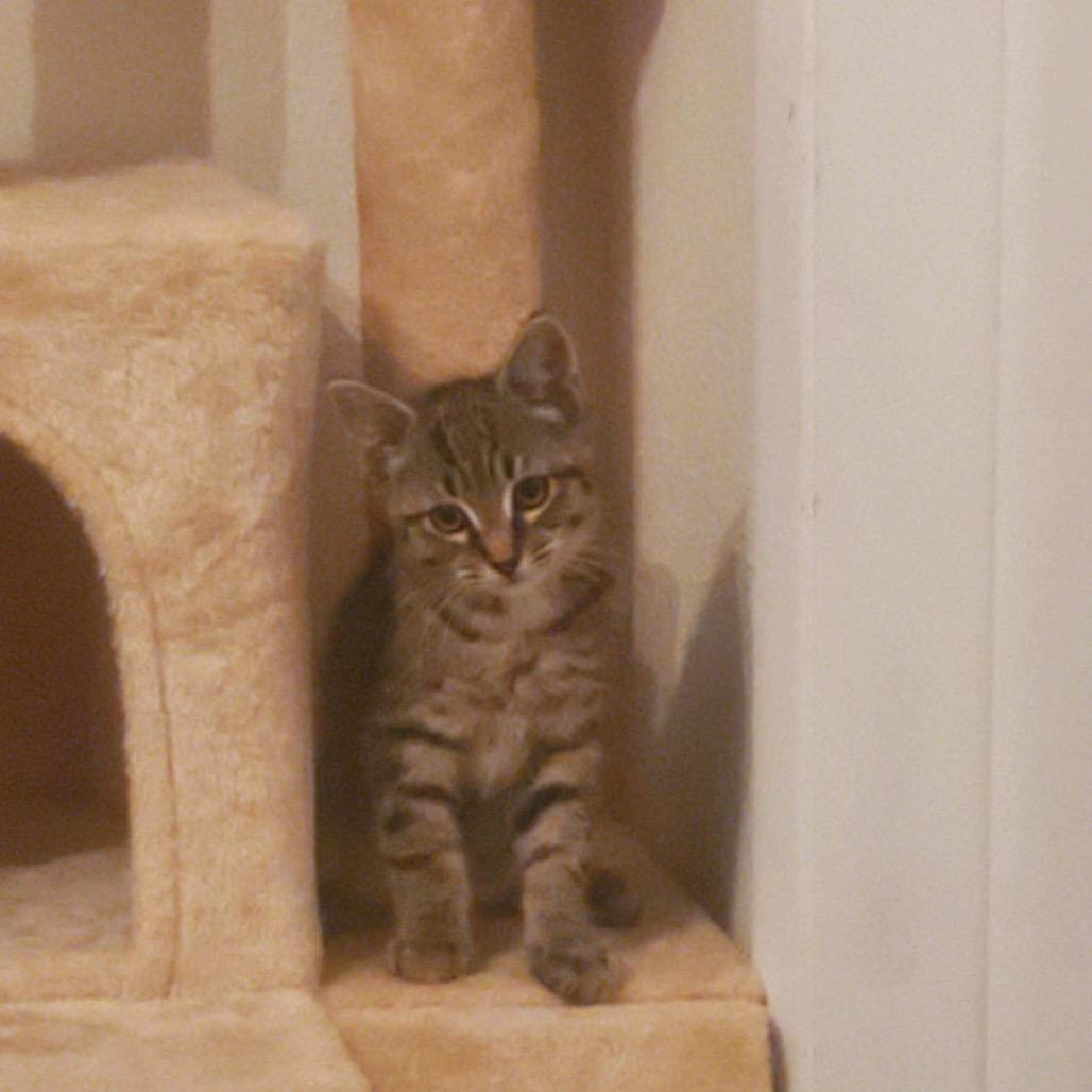 Enlarge Morpheus, a Adoptable Domestic Short Hair in Estacada, OR image 1/1