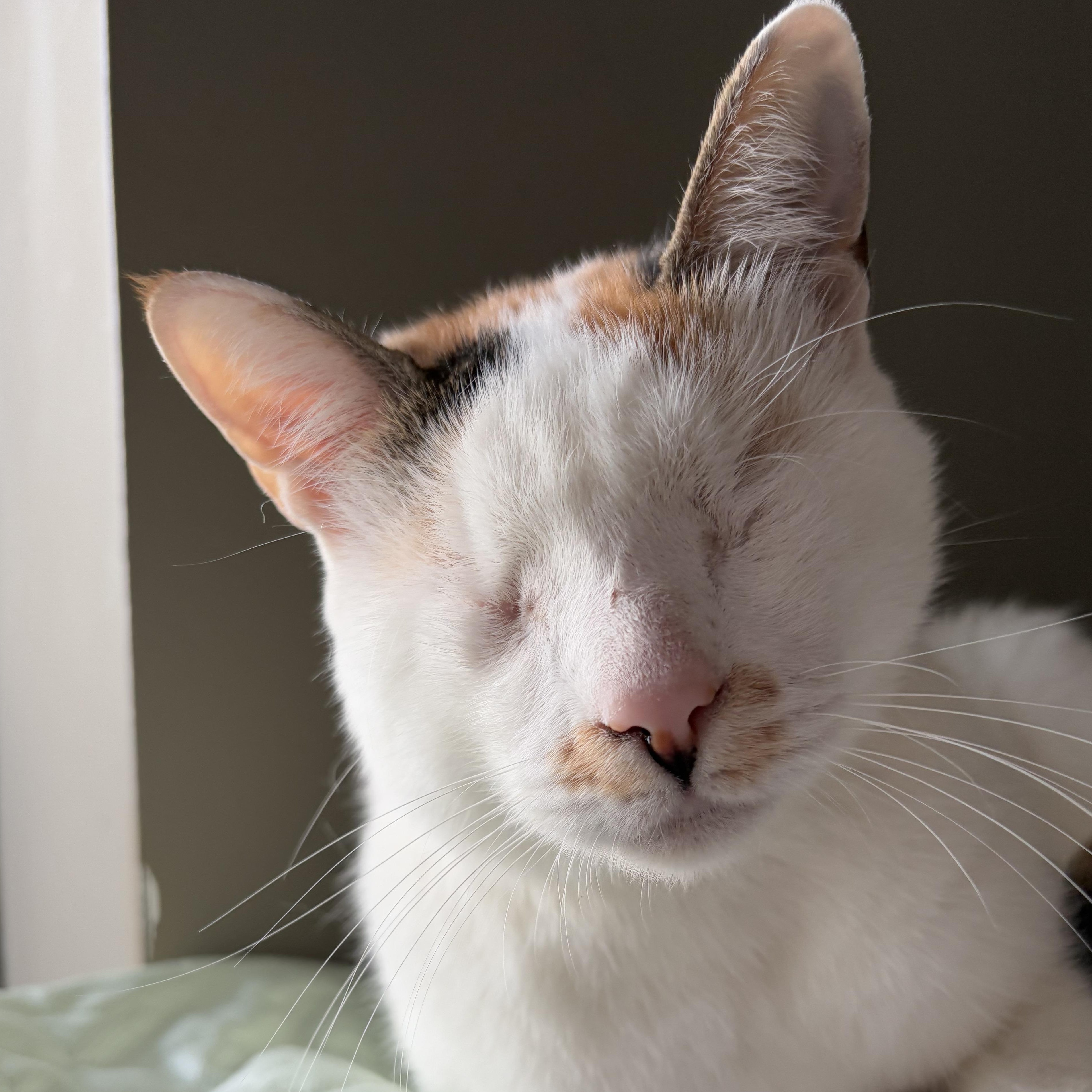 Danni, ADOPTABLE, Adult Female Domestic Short Hair.