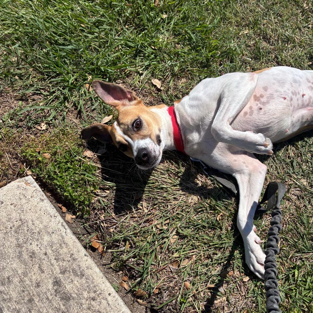Enlarge Pearl, a Adoptable mixed breed in San Antonio, TX image 1/6
