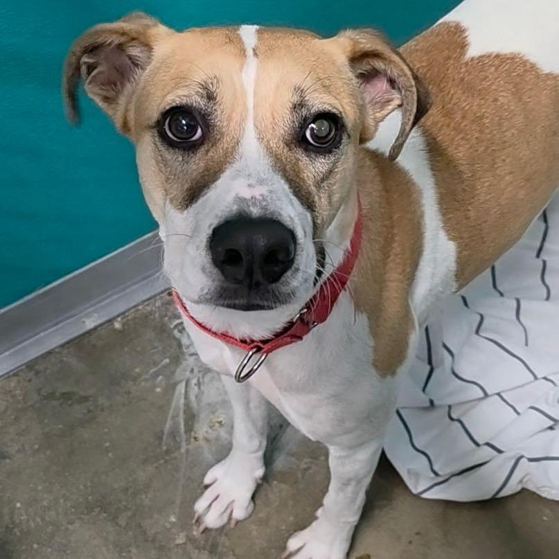 Enlarge Pearl, a Adoptable mixed breed in San Antonio, TX image 2/6