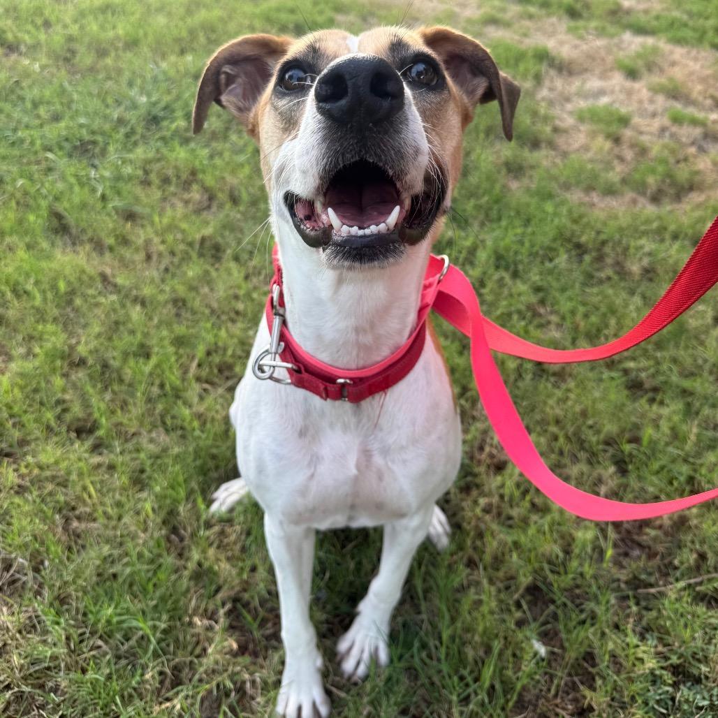 Enlarge Pearl, a Adoptable mixed breed in San Antonio, TX image 3/6