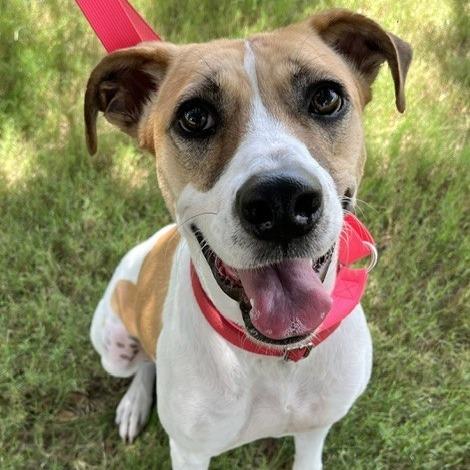 Enlarge Pearl, a Adoptable mixed breed in San Antonio, TX image 4/6