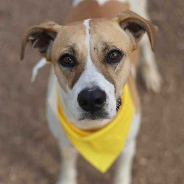 Enlarge Pearl, a Adoptable mixed breed in San Antonio, TX image 5/6