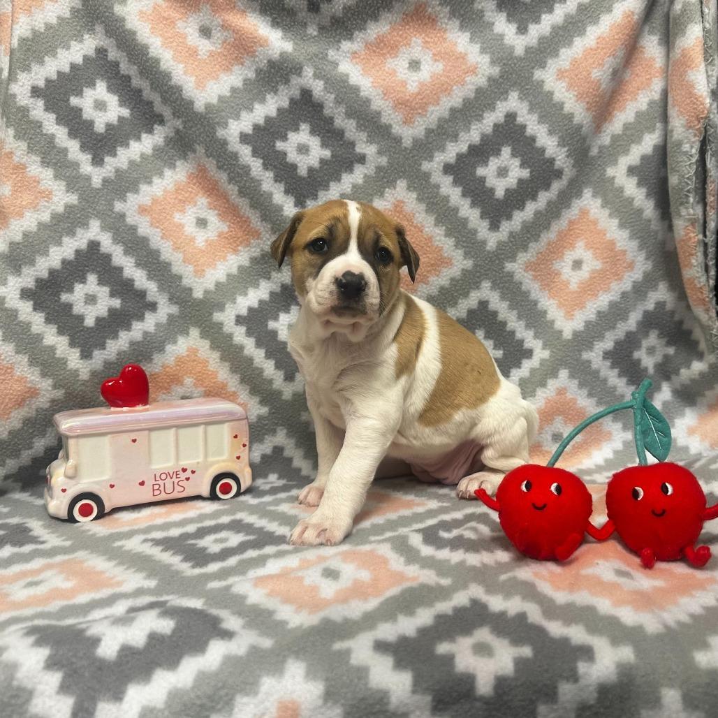 Enlarge Pearl, a Adoptable mixed breed in San Antonio, TX image 6/6