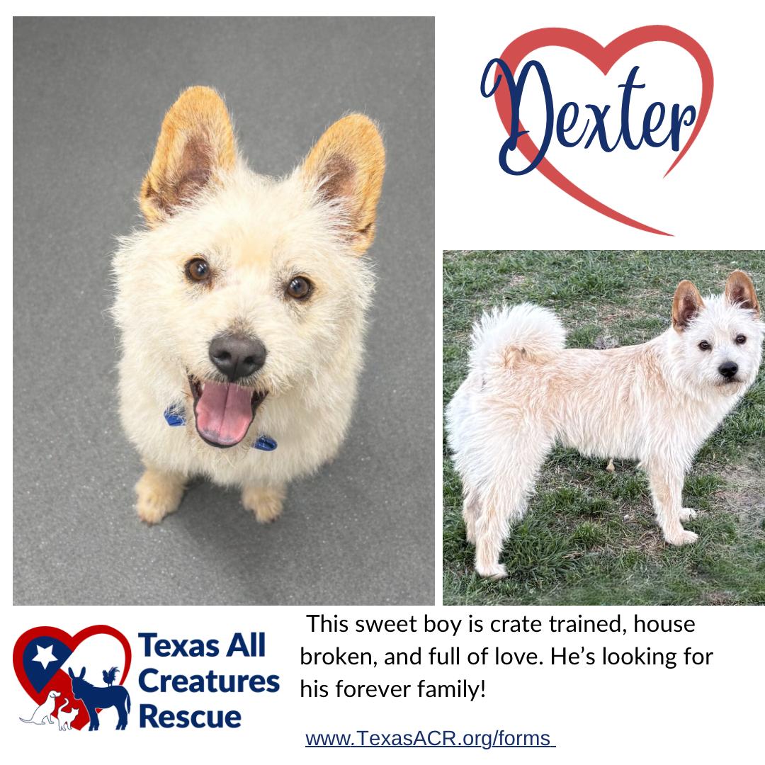 Dexter, Adoptable, Young Male Cairn Terrier.