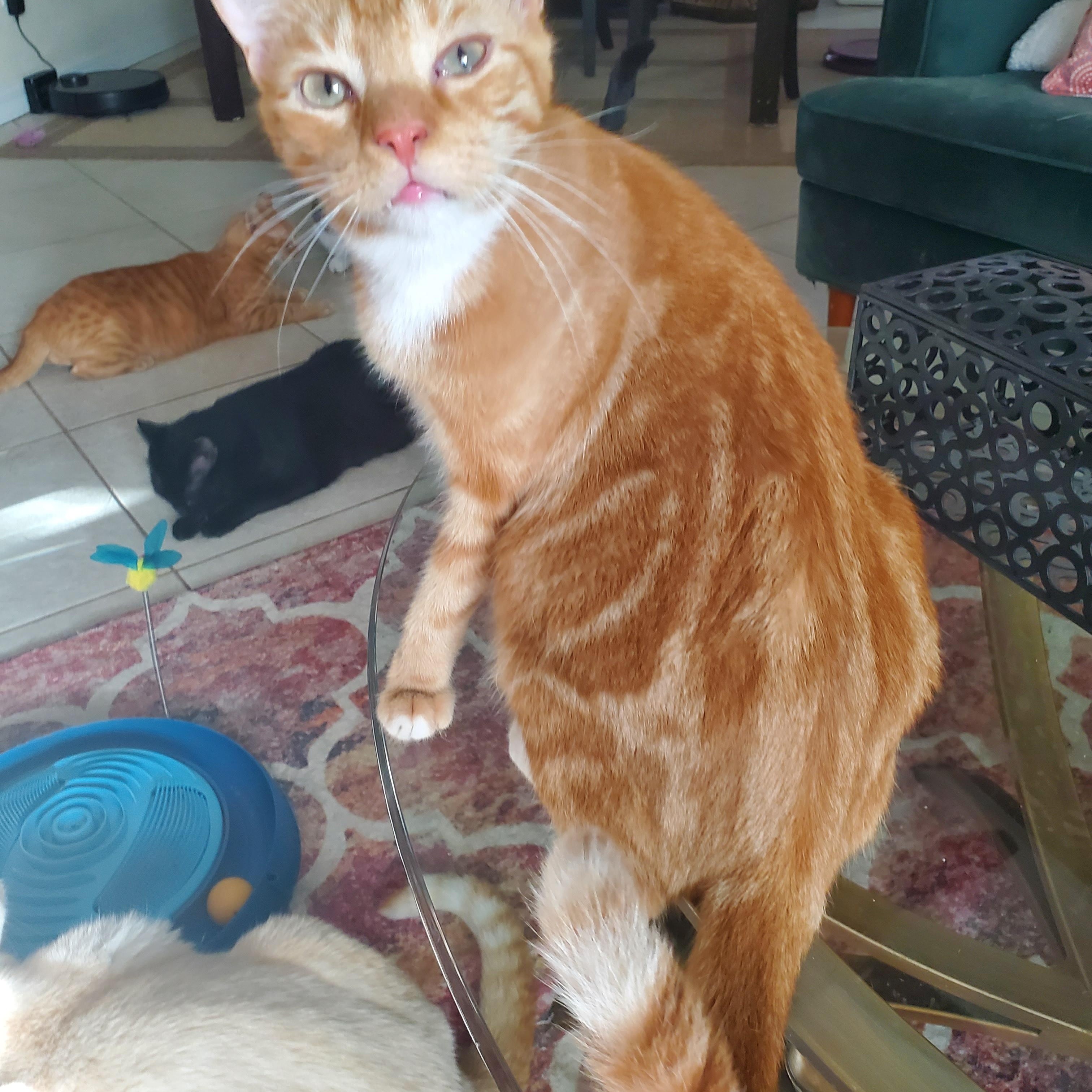 Reggie, a Adoptable mixed breed in Port Orange, FL image 1/3