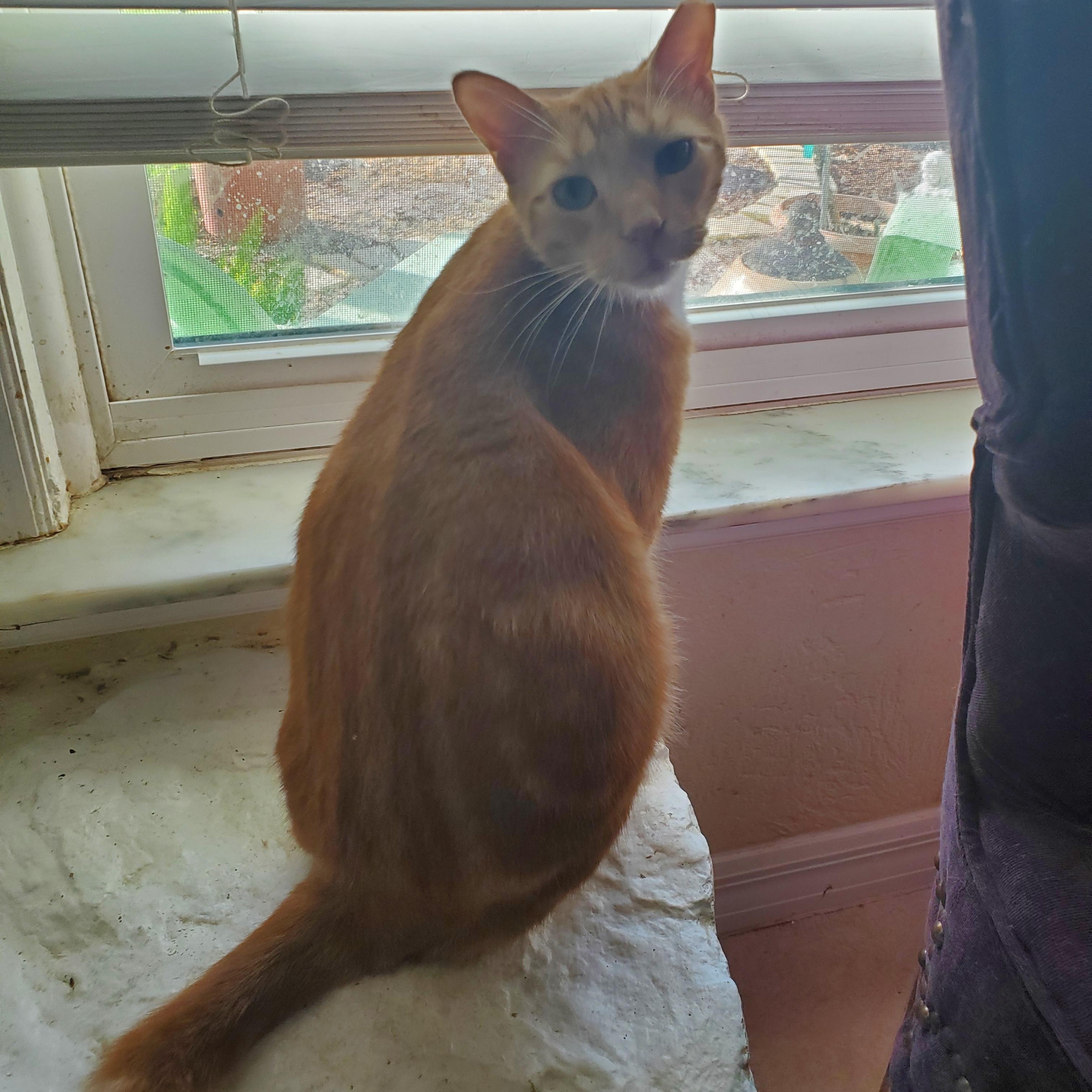 Reggie, Adoptable, Young Male Tabby.