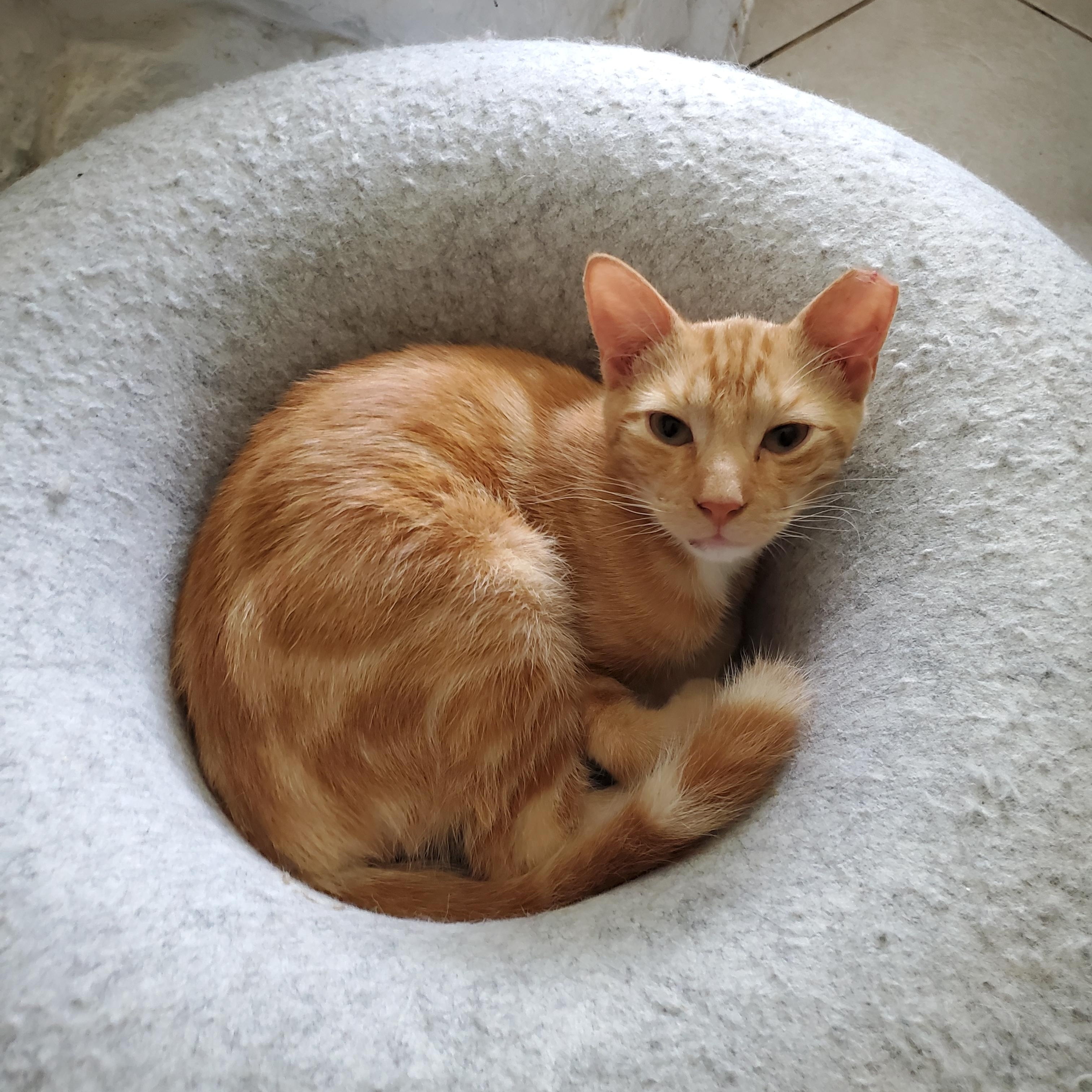 Reggie, a Adoptable mixed breed in Port Orange, FL image 3/3