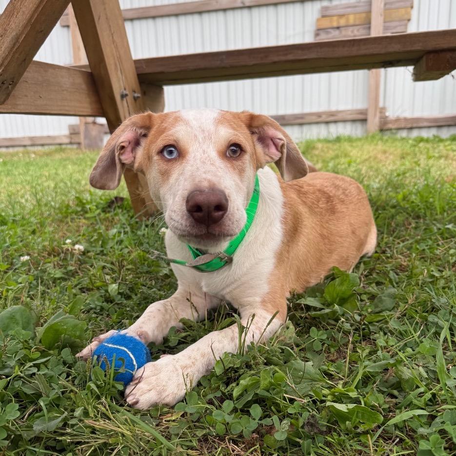 Ronin, Adoptable, Young Male Retriever & Mixed Breed.