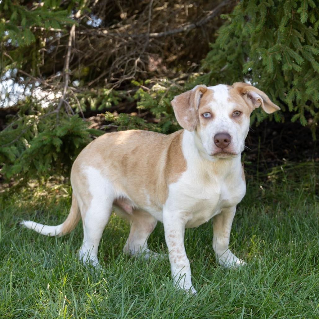 Enlarge Ronin, a Adoptable mixed breed in Erie, PA image 2/6