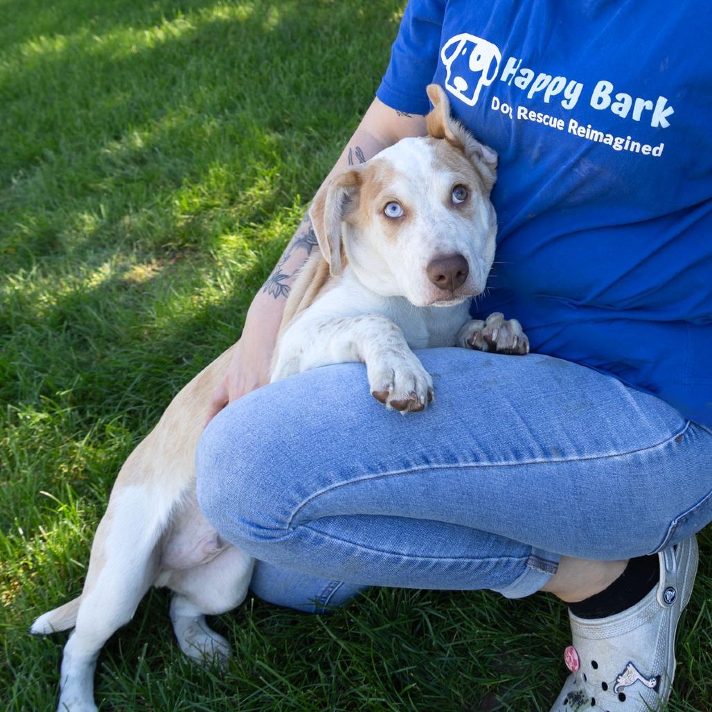 Enlarge Ronin, a Adoptable mixed breed in Erie, PA image 3/6