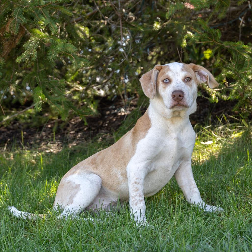 Enlarge Ronin, a Adoptable mixed breed in Erie, PA image 4/6