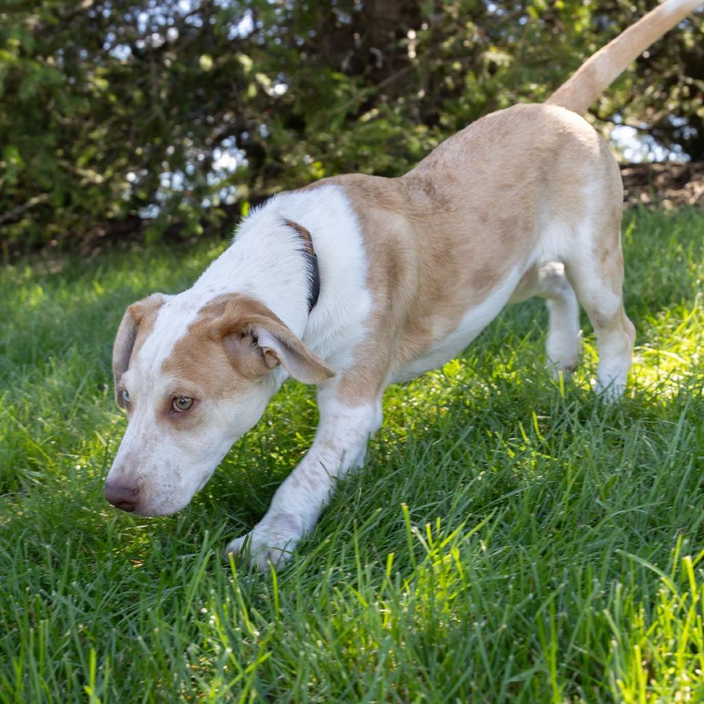 Enlarge Ronin, a Adoptable mixed breed in Erie, PA image 5/6