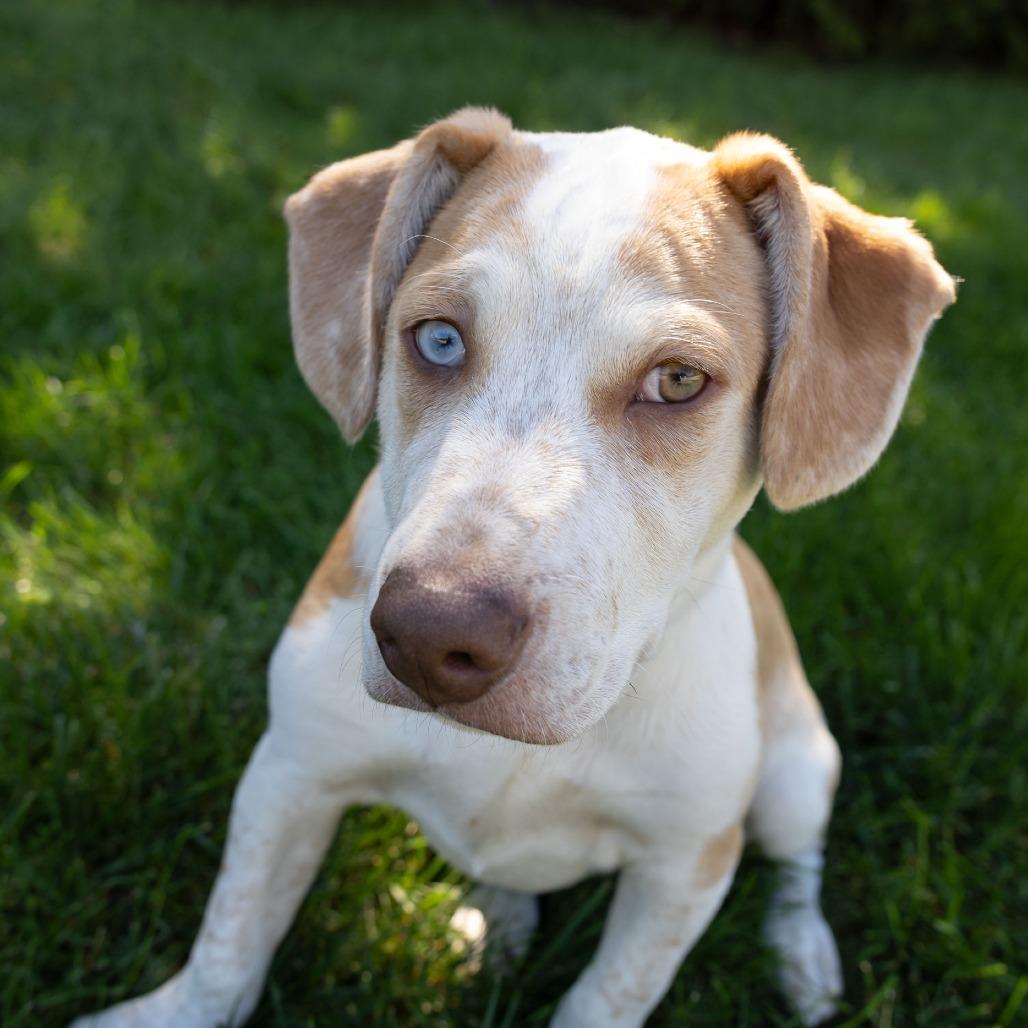 Enlarge Ronin, a Adoptable mixed breed in Erie, PA image 6/6