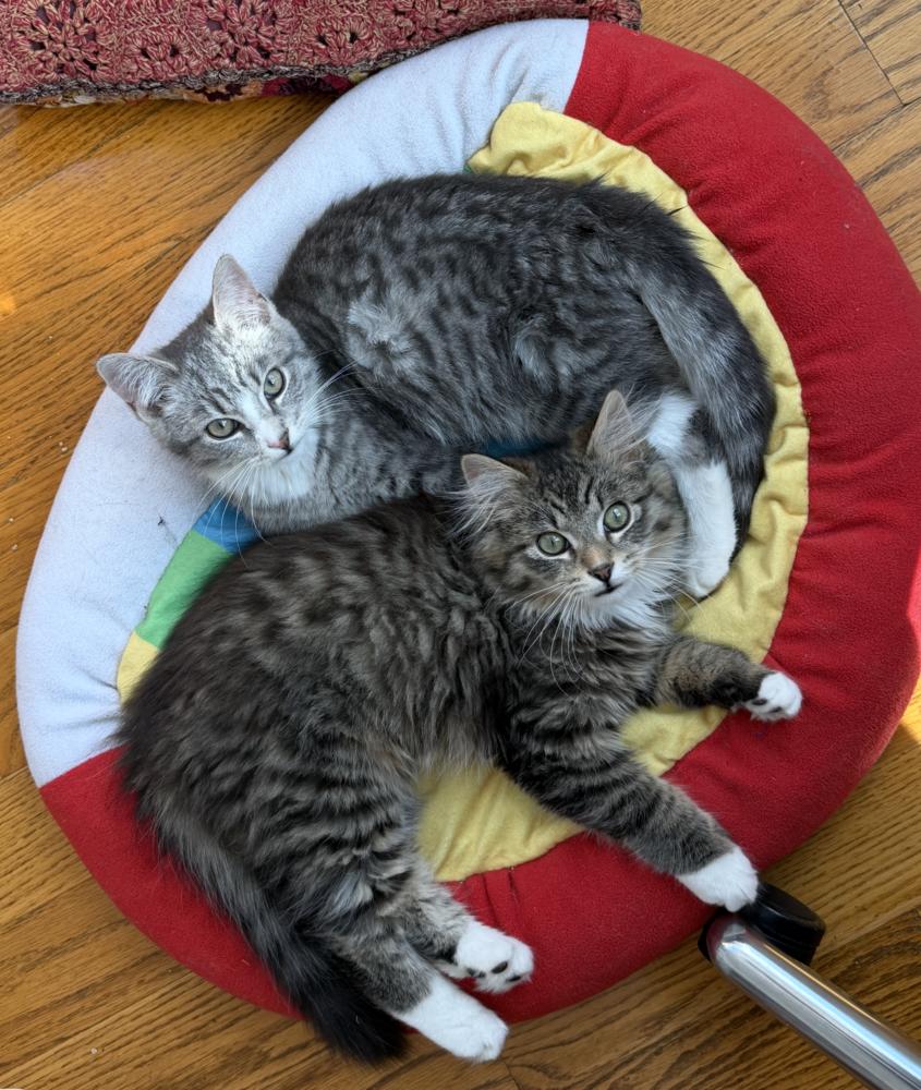 Enlarge Paulo and Rio, a Adoptable Domestic Long Hair in New York, NY image 2/6