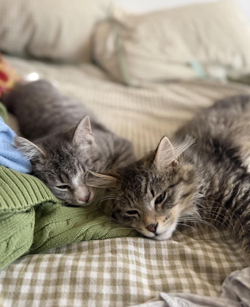 Enlarge Paulo and Rio, a Adoptable Domestic Long Hair in New York, NY image 3/6