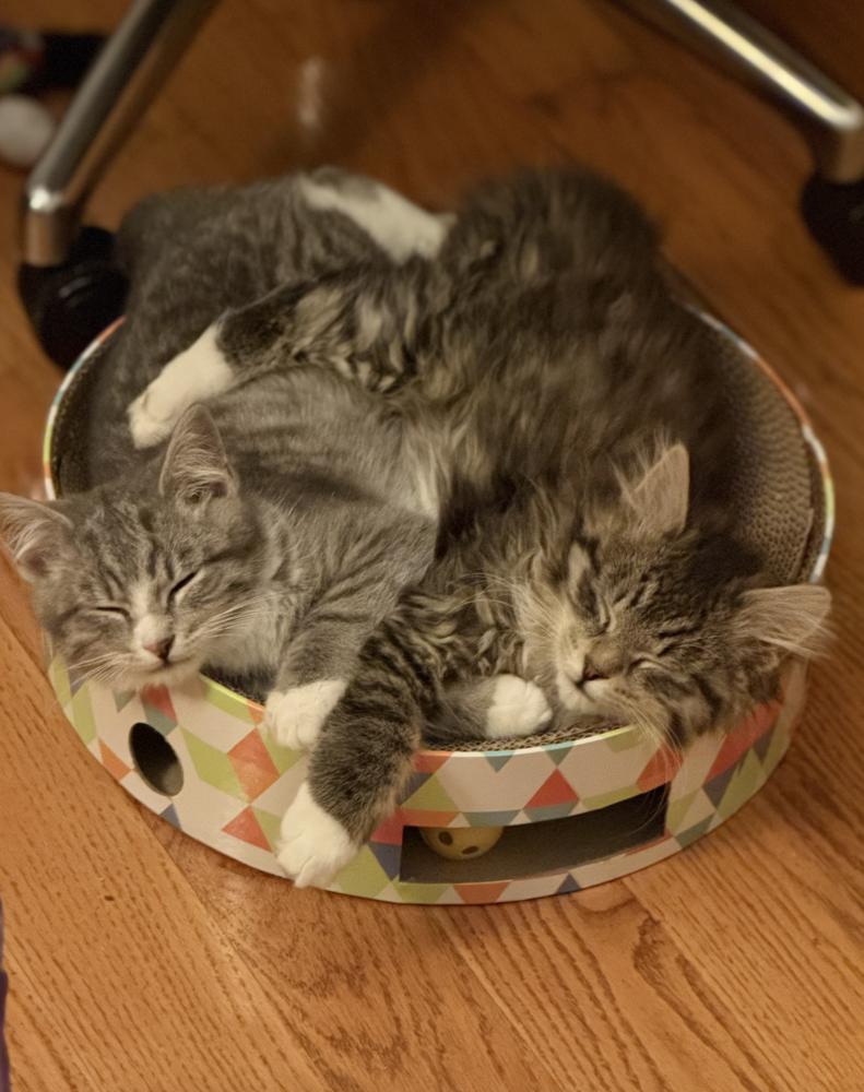 Enlarge Paulo and Rio, a Adoptable Domestic Long Hair in New York, NY image 6/6