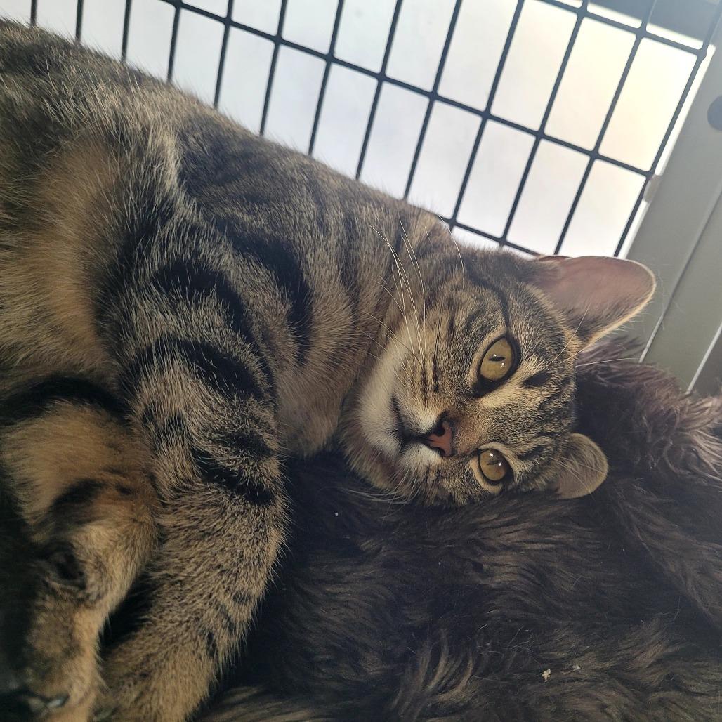 Enlarge Lacy, a Adoptable Domestic Short Hair in Allyn, WA image 2/4