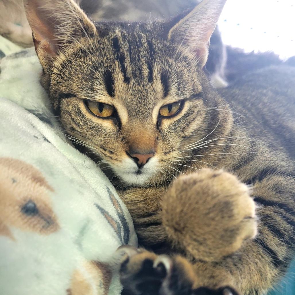 Enlarge Lacy, a Adoptable Domestic Short Hair in Allyn, WA image 3/4