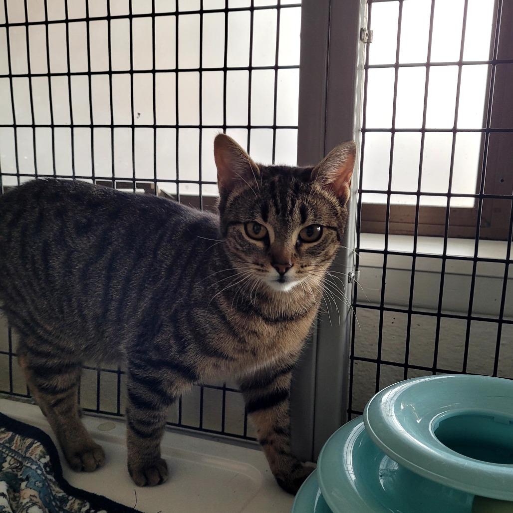 Enlarge Lacy, a Adoptable Domestic Short Hair in Allyn, WA image 4/4