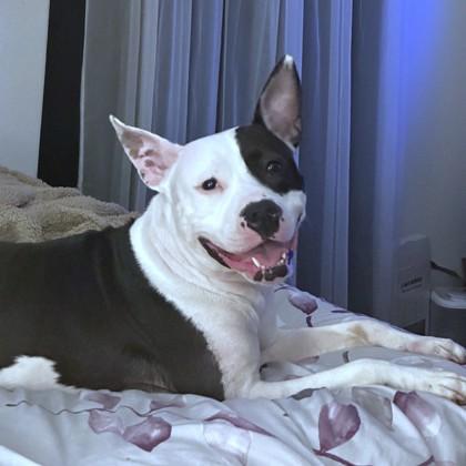Angelica, Adoptable, Adult Female Pit Bull Terrier & Mixed Breed.