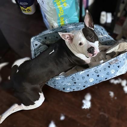 Enlarge Angelica, a Adoptable mixed breed in Washington, DC image 1/3