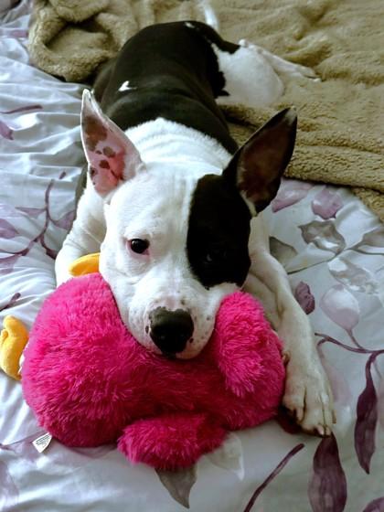 Angelica, a Adoptable mixed breed in Washington, DC image 3/3