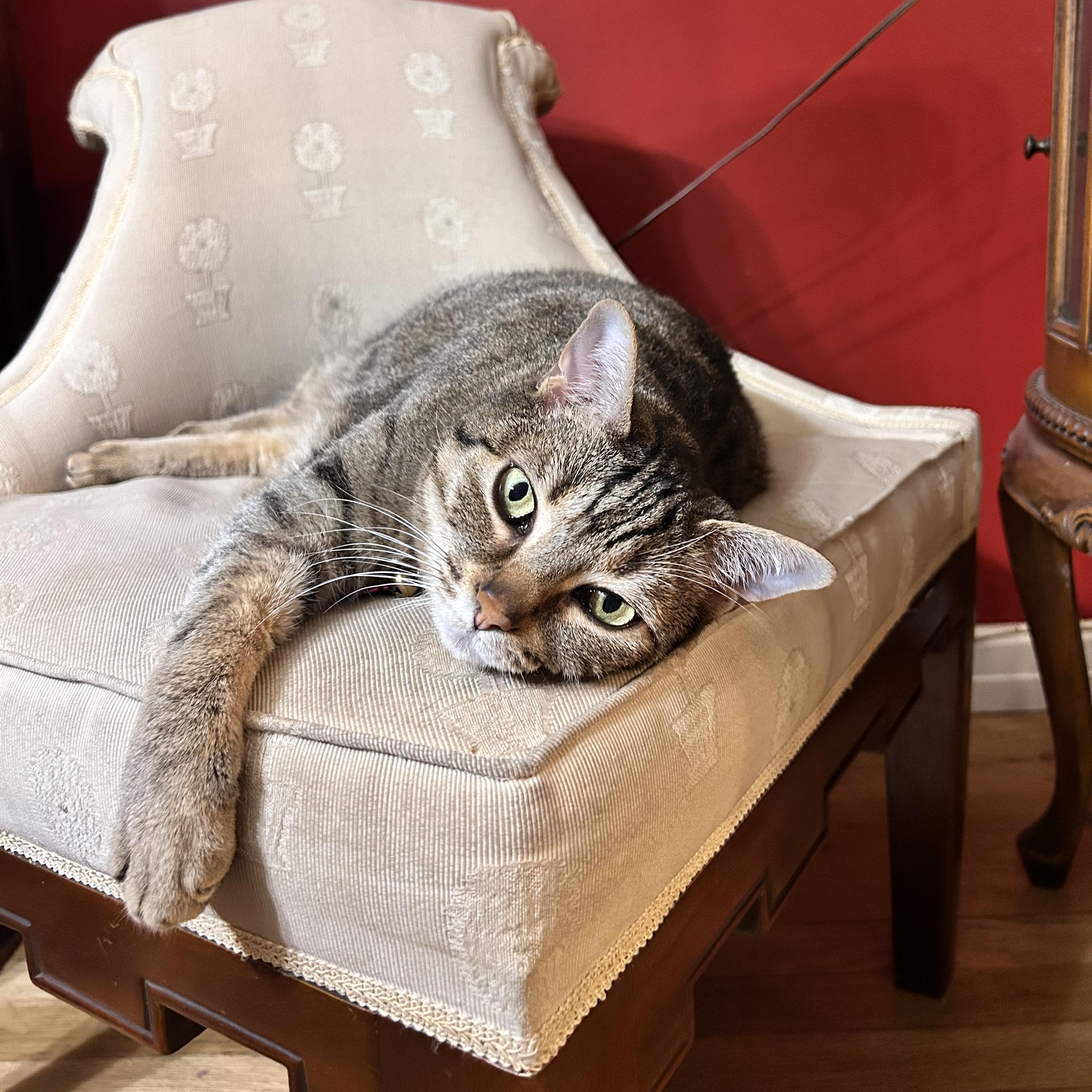 Billie, Adult Female Domestic Short Hair