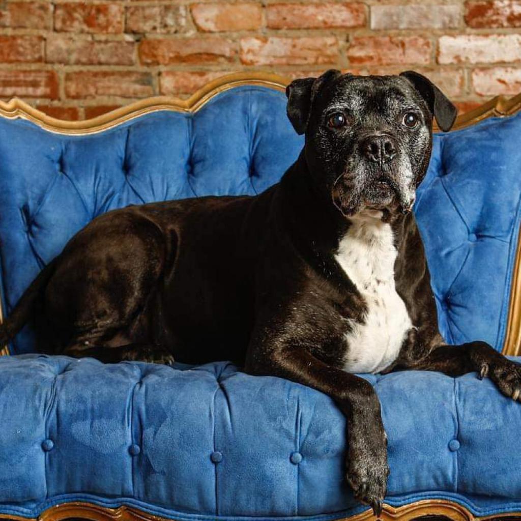 Enlarge Espresso, a Adoptable mixed breed in Spring Hill, KS image 2/6