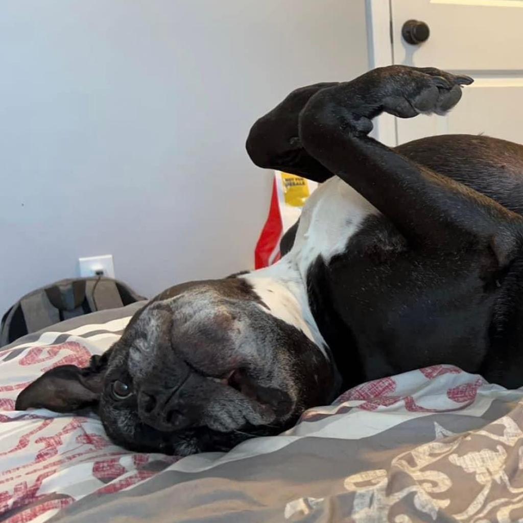 Enlarge Espresso, a Adoptable mixed breed in Spring Hill, KS image 3/6