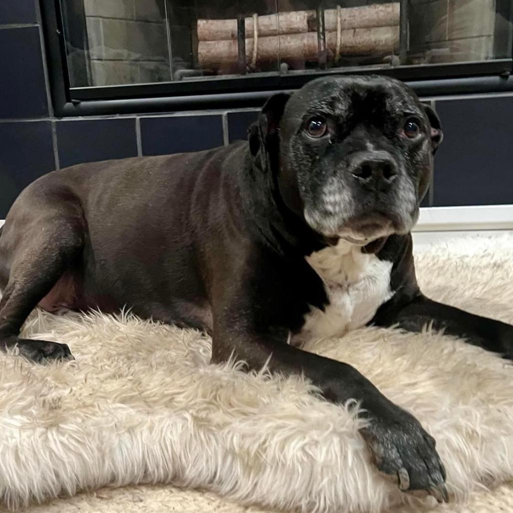 Enlarge Espresso, a Adoptable mixed breed in Spring Hill, KS image 4/6