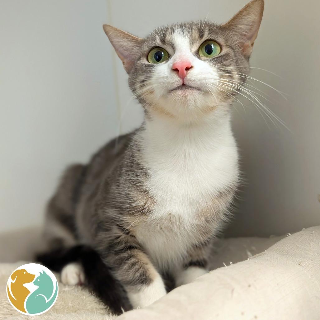 Enlarge Mistie, a Adoptable Domestic Short Hair in Toledo, OH image 1/1