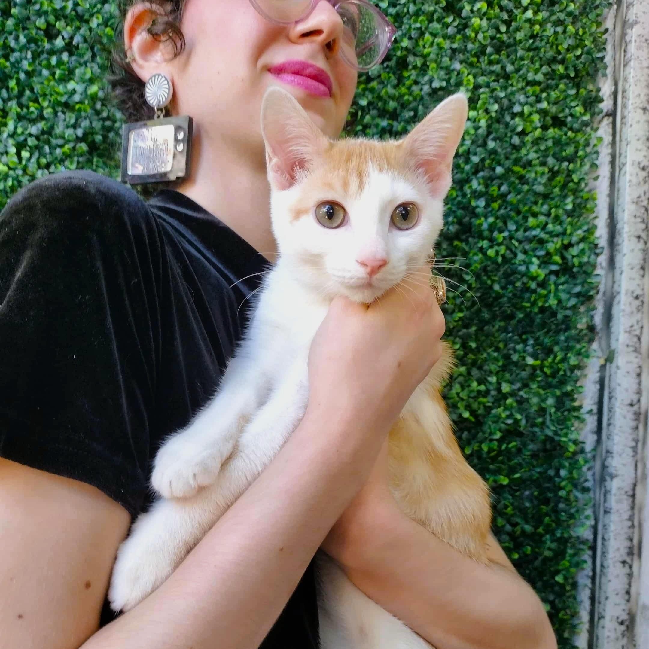 Ghost Pepper, Adoptable, Kitten Male Domestic Short Hair.