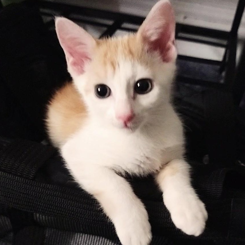 Ghost Pepper, a Adoptable Domestic Short Hair in Brooklyn, NY image 2/2