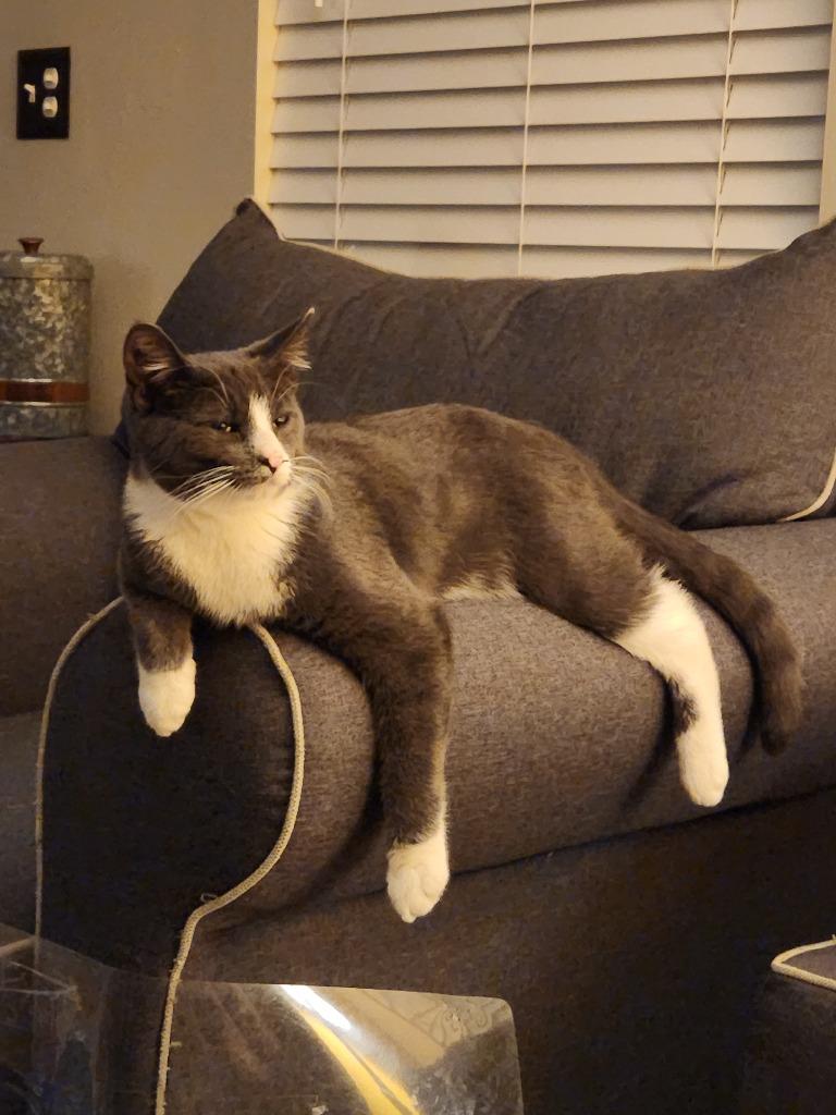 Finnegan, Adoptable, Adult Male Domestic Medium Hair.