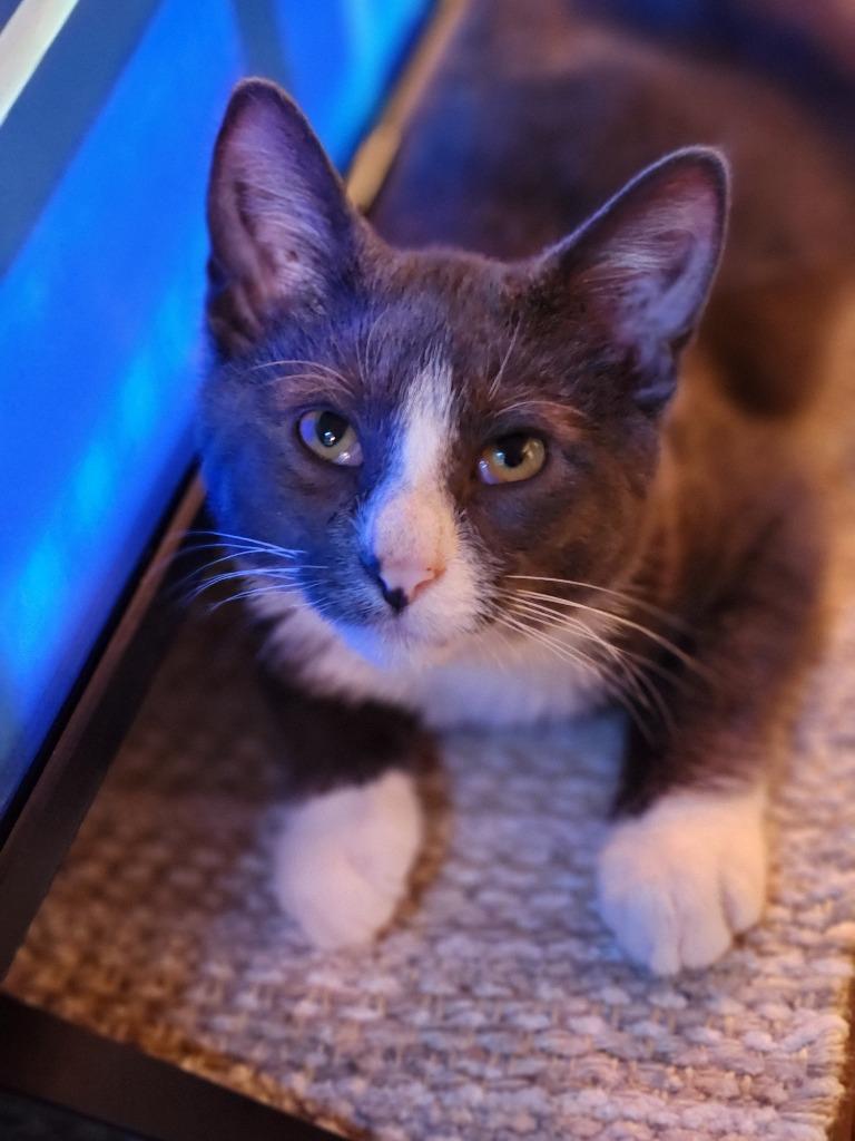 Enlarge Finnegan, a Adoptable mixed breed in Libertyville, IL image 2/6