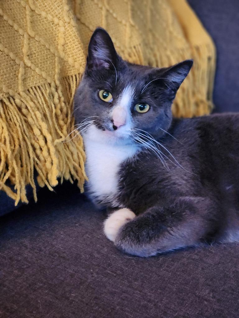 Enlarge Finnegan, a Adoptable mixed breed in Libertyville, IL image 3/6