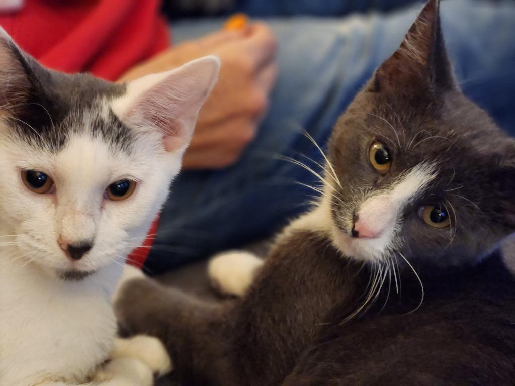 Enlarge Finnegan, a Adoptable mixed breed in Libertyville, IL image 4/6