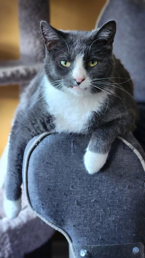 Enlarge Finnegan, a Adoptable mixed breed in Libertyville, IL image 5/6