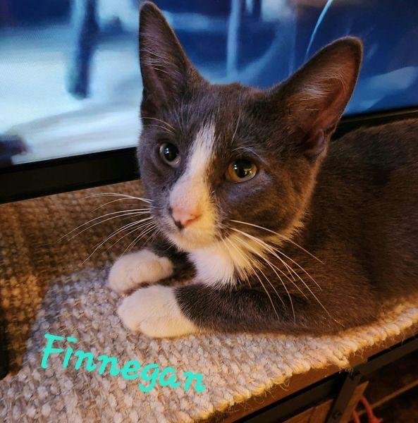 Finnegan — thumbnail 6