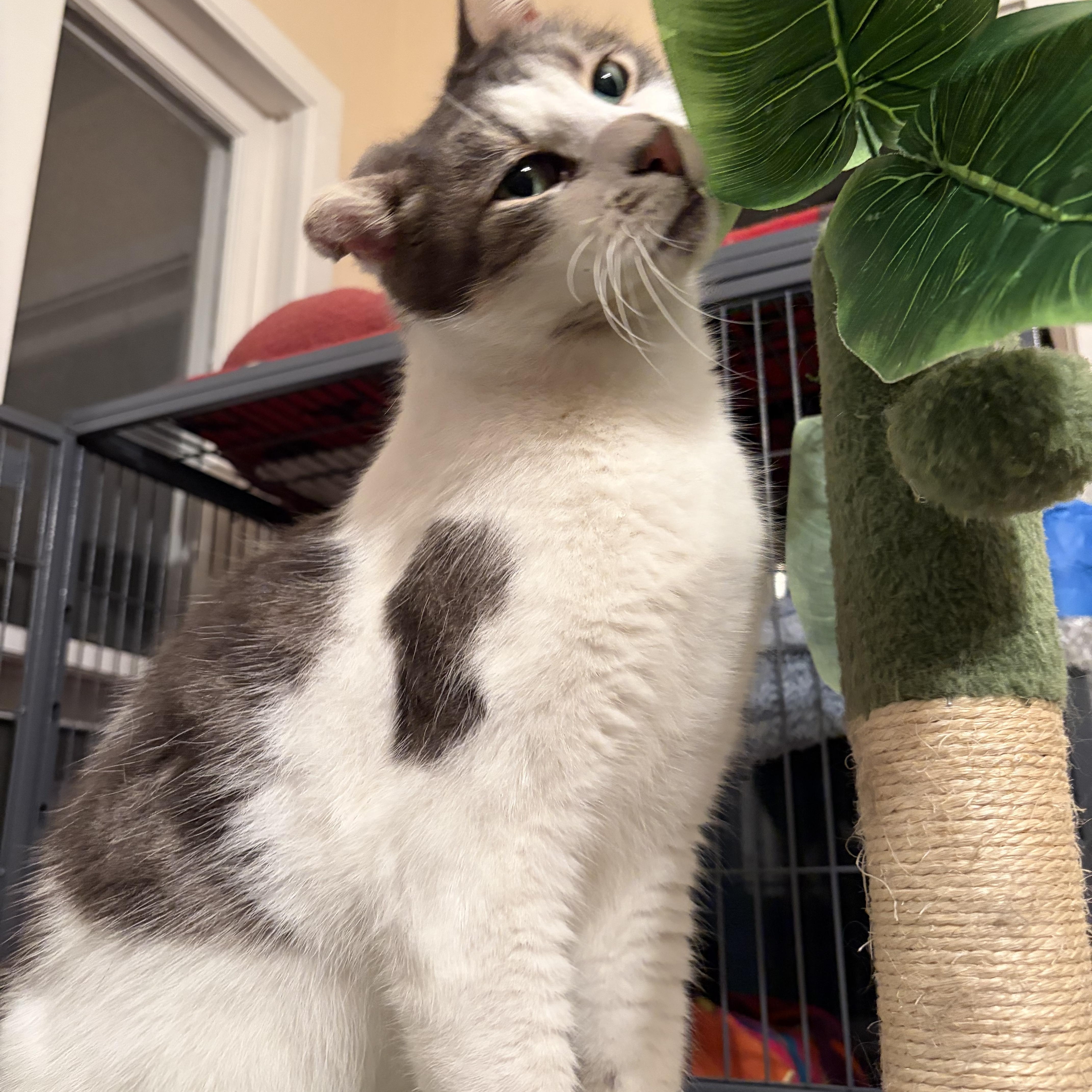 Joji — thumbnail 3