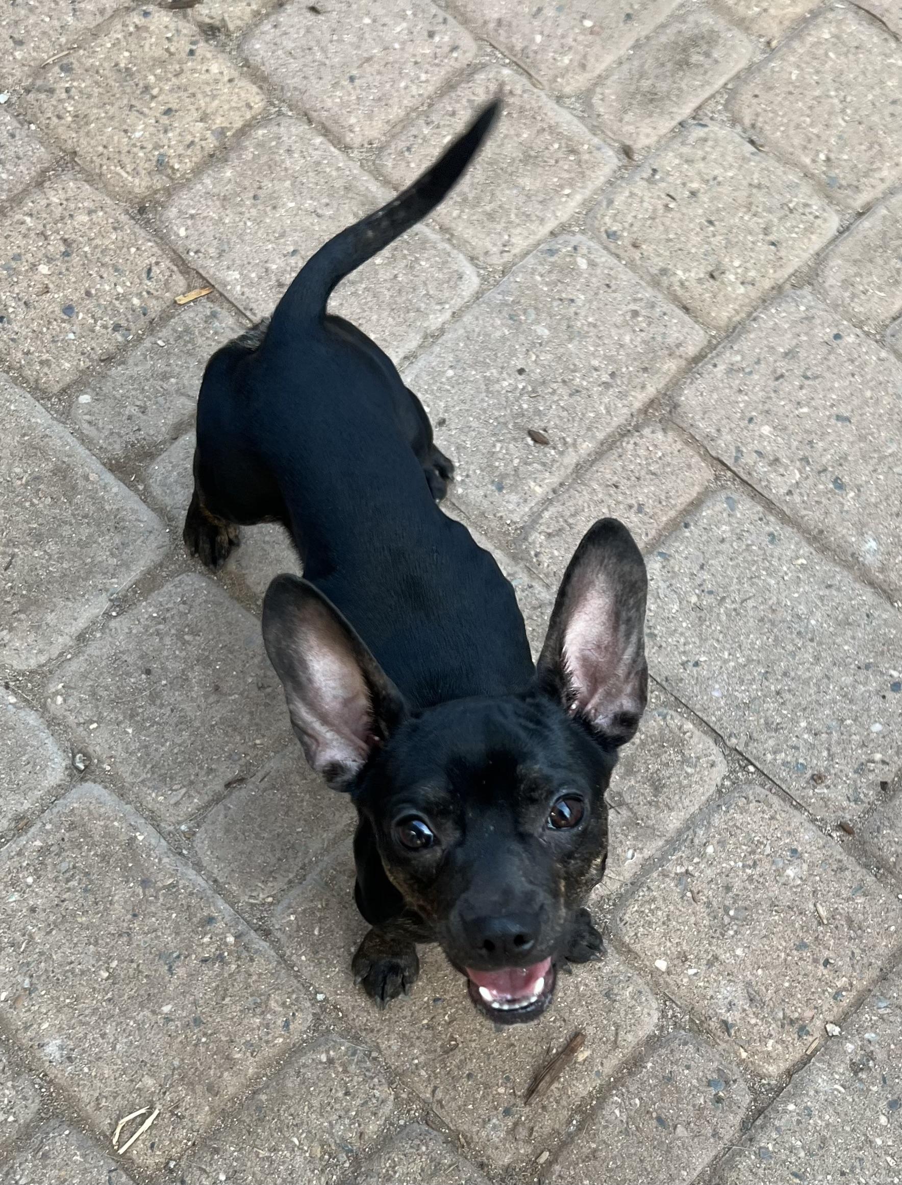 Yanni, ADOPTABLE, Adult Male French Bulldog & Chihuahua.