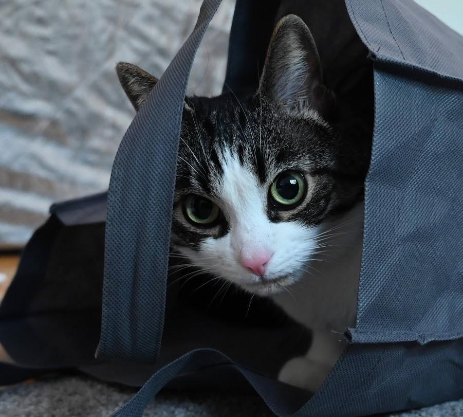 Enlarge Axelle, a Adopted Tabby in Montreal-Nord, QC image 5/6