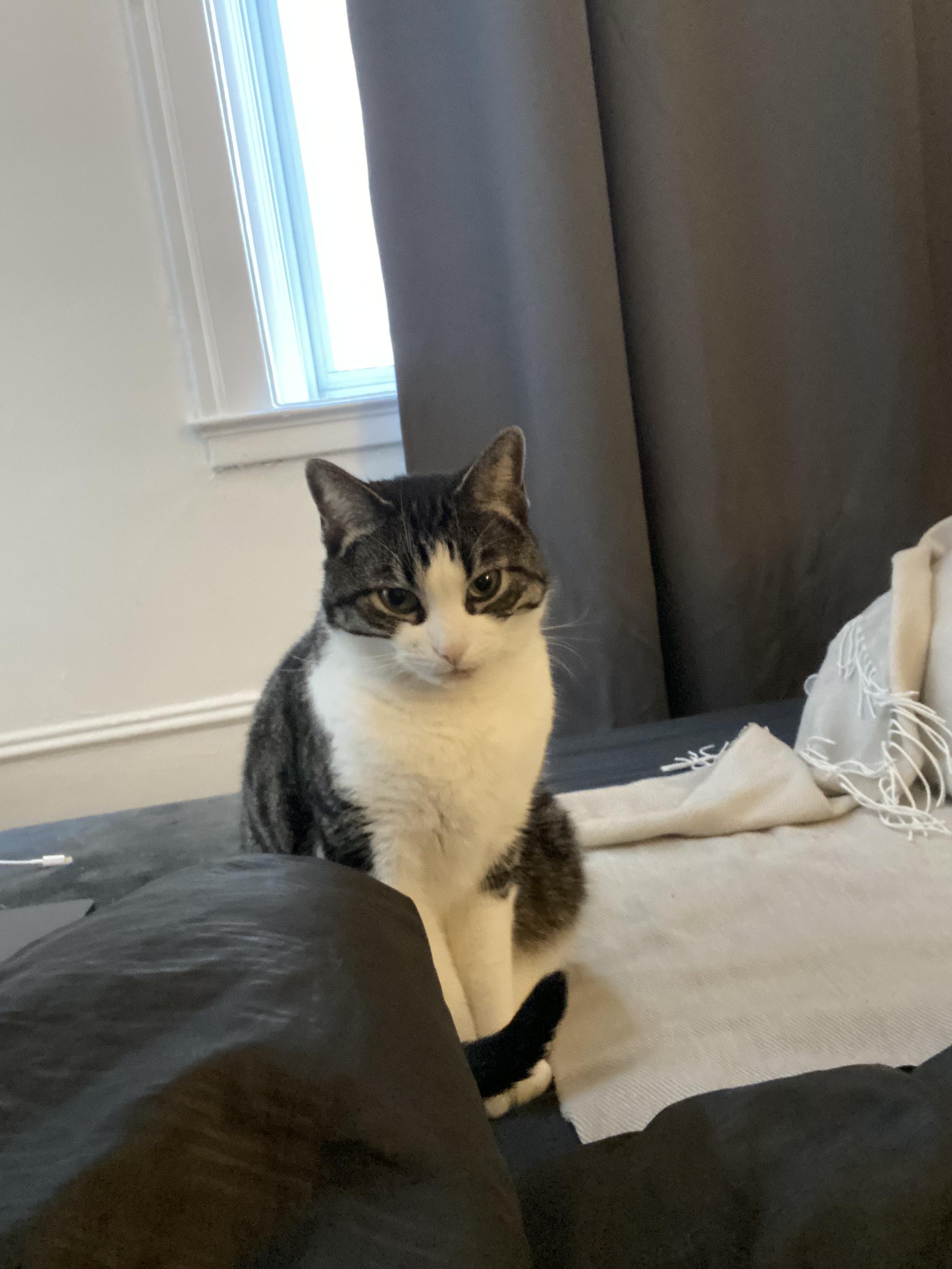 Enlarge Axelle, a Adopted Tabby in Montreal-Nord, QC image 3/6