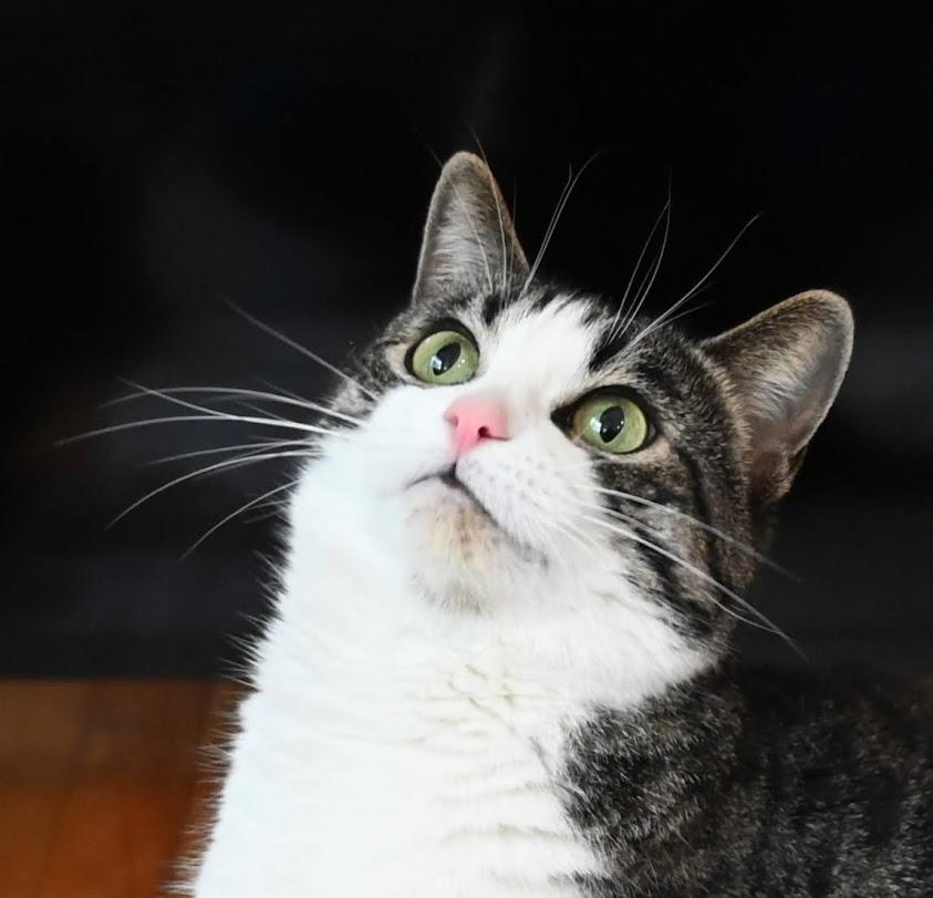 Axelle, Adult Female Tabby
