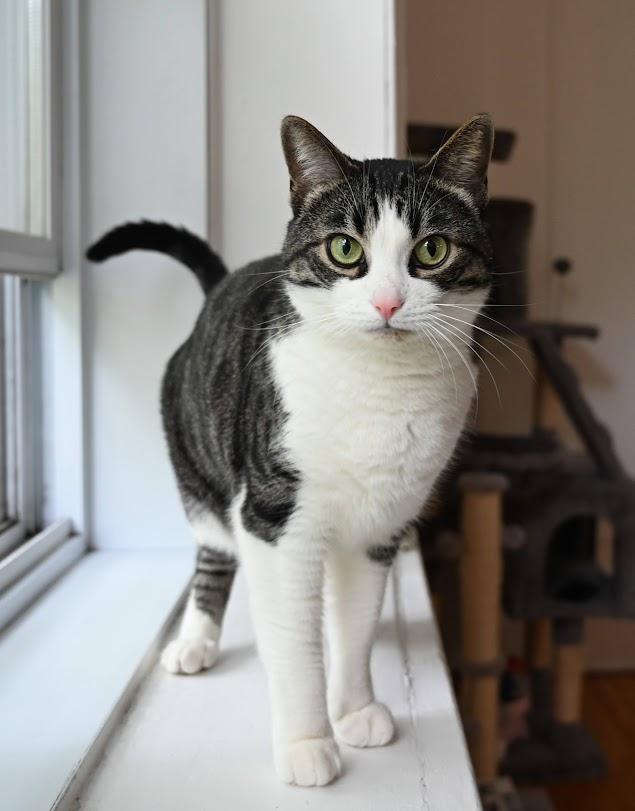 Enlarge Axelle, a Adopted Tabby in Montreal-Nord, QC image 6/6