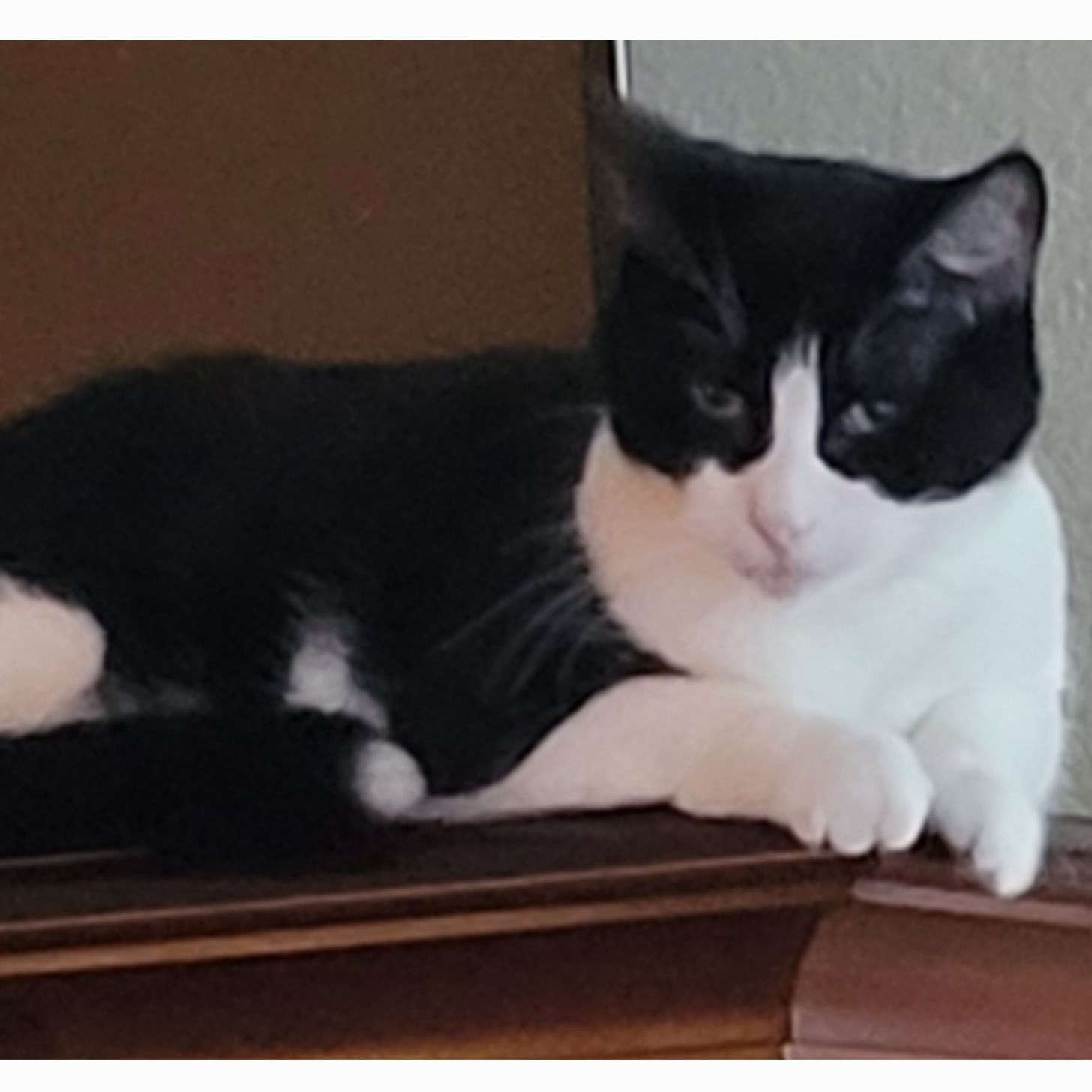 Cat for adoption Amadeus Bonded w/Bing, a Domestic Short Hair in