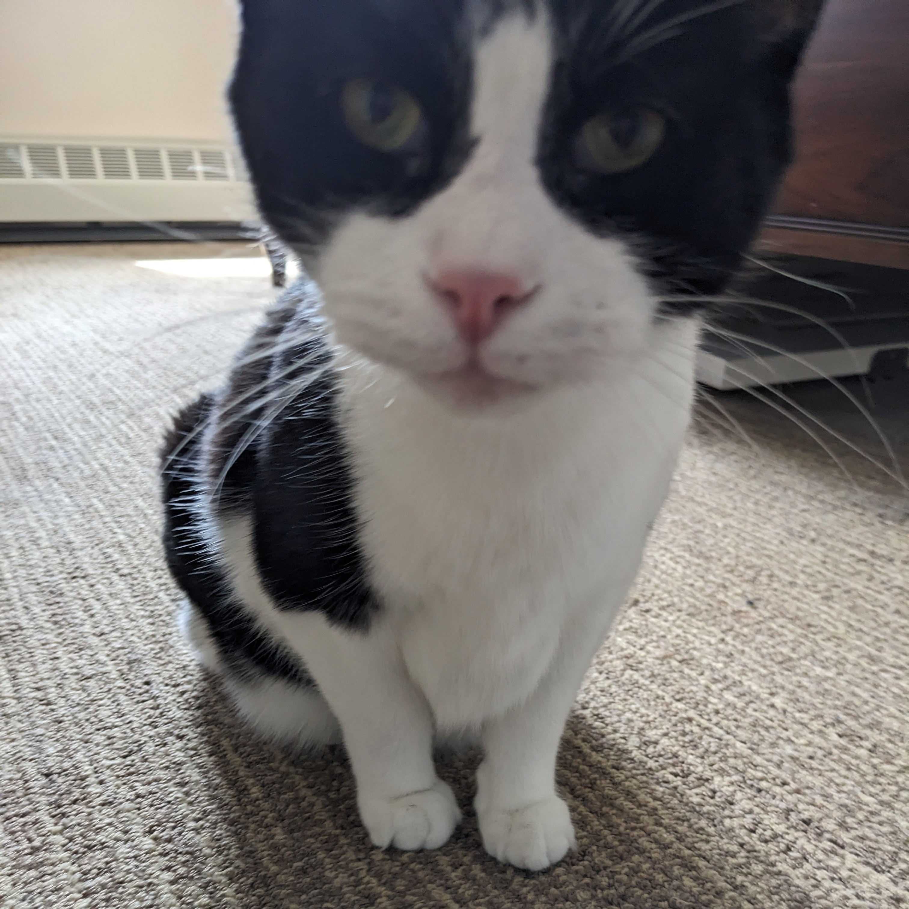 Cat for adoption Amadeus Bonded w/Bing, a Domestic Short Hair in