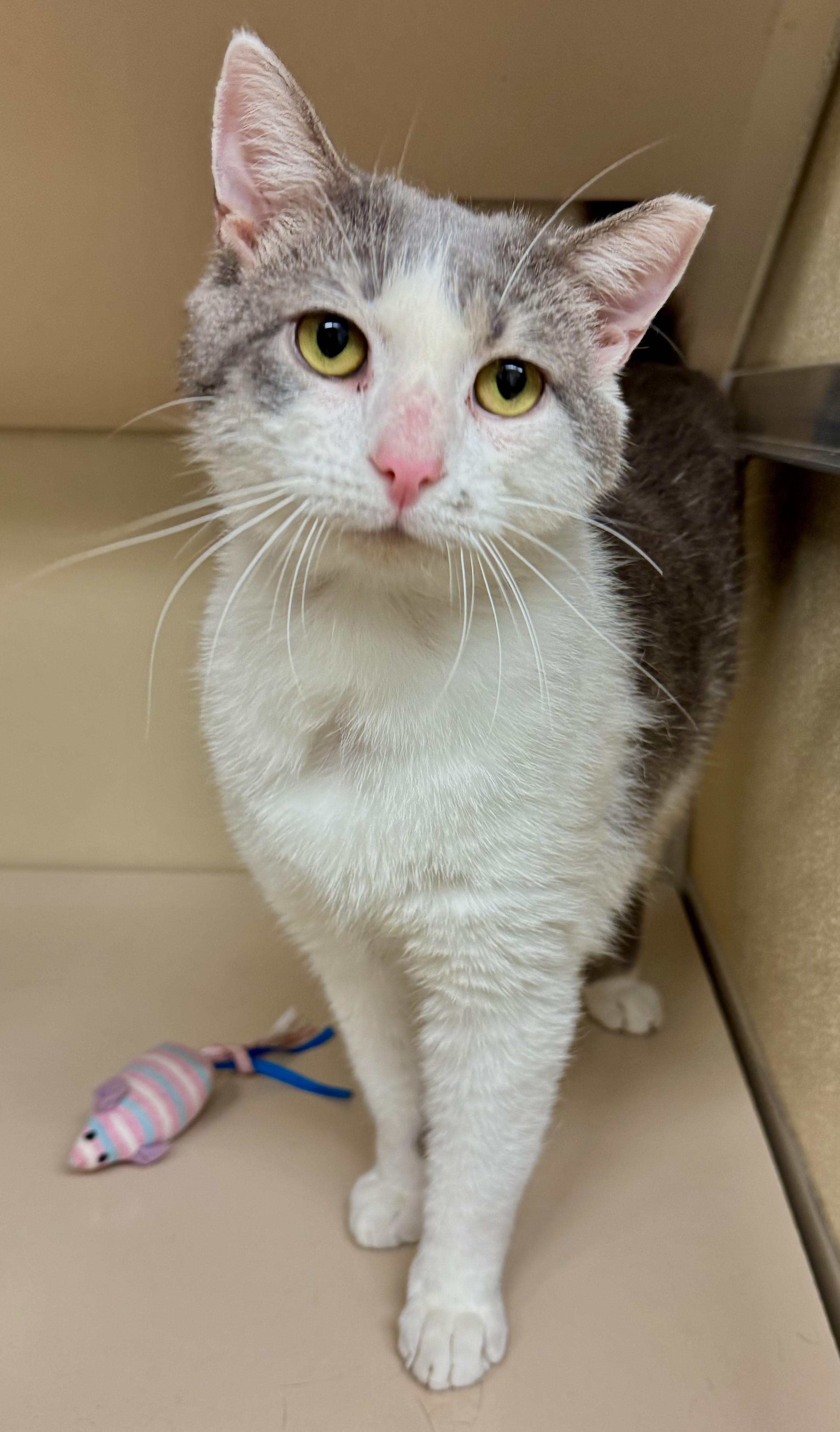 Greyson, a Adoptable Domestic Short Hair in Kearneysville, WV image 2/3