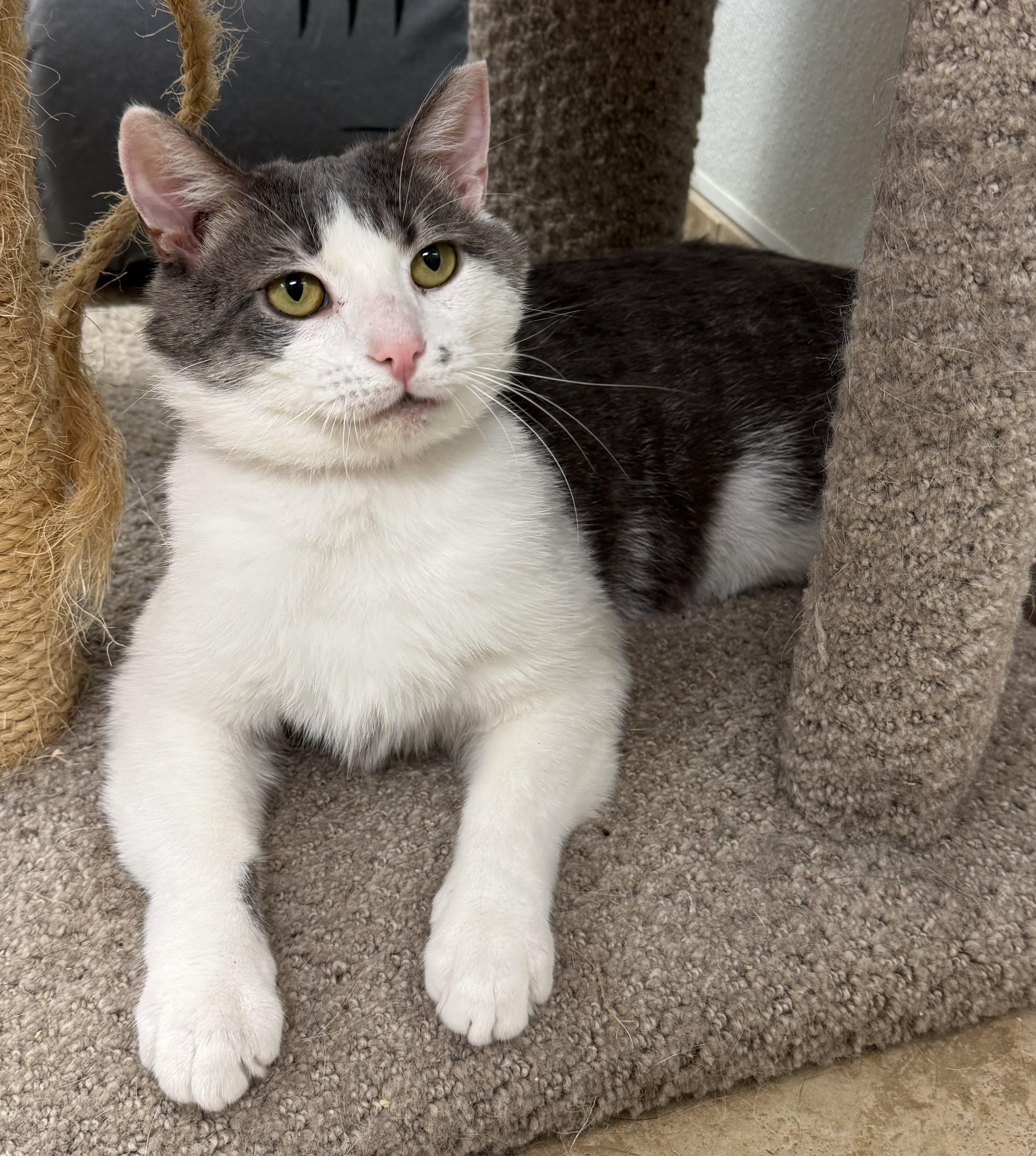 Greyson, a Adoptable Domestic Short Hair in Kearneysville, WV image 3/3